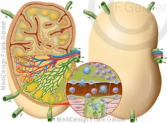 Histologischer Aufbau Lymphknoten mit Immunzellen Histologischer Aufbau Lymphknoten mit Immunzellen