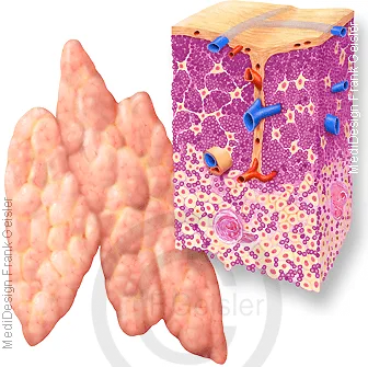 Anatomie und Histologie Thymusdrüse Anatomie und Histologie Thymusdrüse