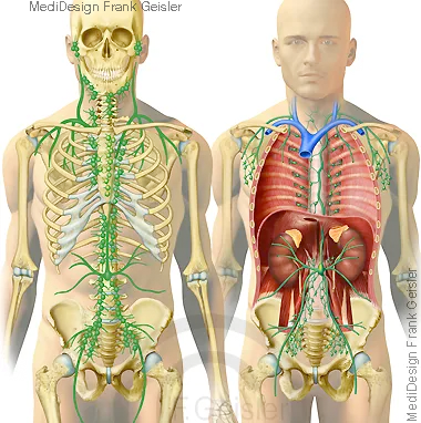 Lymphbahnen mit Lymphgefäße und Lymphknoten Lymphbahnen mit Lymphgefäße und Lymphknoten