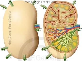 Aufbau Histologie Lymphknoten Aufbau Histologie Lymphknoten