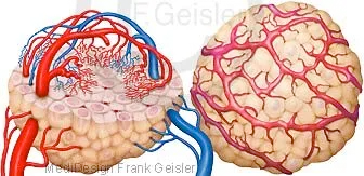 Mammakarzinom, Tumorwachstum durch Angiogenese