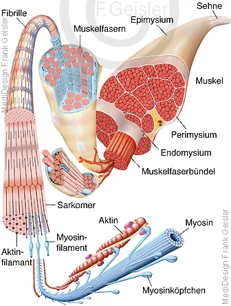Muskelgewebe mit Muskelfasern und Muskelzellen