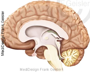 Medianschnitt Großhirn, Zwischenhirn; Mittelhirn, Kleinhirn