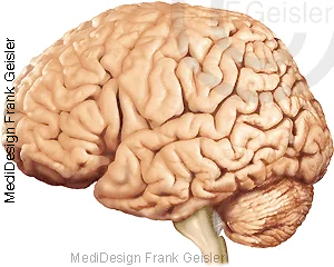 Gehirn mit Großhirn, Hirnstamm, Kleinhirn, Rückenmark