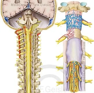 Gehirn, Hirnstamm, Rückenmark im Wirbelkanal mit Rückenmarkshäute