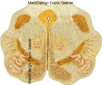 Histologie verlängertes Mark Medulla oblongata