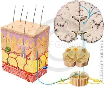Rückenmark mit Spinalnerven, Leitung Informationen