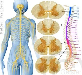 Wirbelsäule, Lage Rückenmark mit Nervenbahnen
