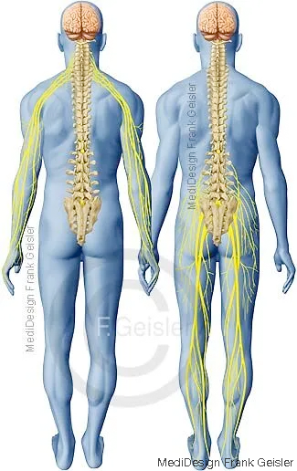 Gehirn mit Rückenmark, Wirbelsäule mit Nervenbahnen