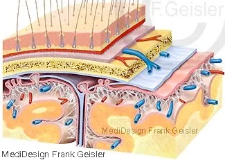 Hirnhaut Meninx cerebri Bindegewebsschichten Gehirn