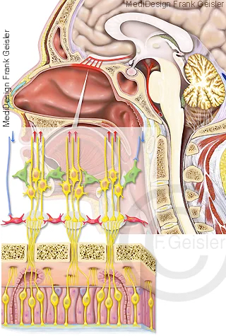 Riechschleimhaut, Riechzellen und Riechbahn im Riechkolben