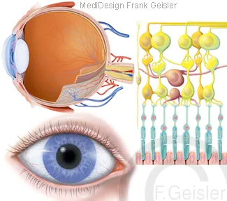 Sehorgan Auge, Augapfel, Histologie Stäbchen und Zapfen