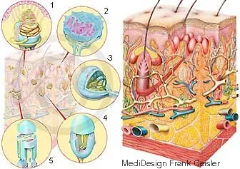 Schnitt durch die Haut mit Sinneszellen