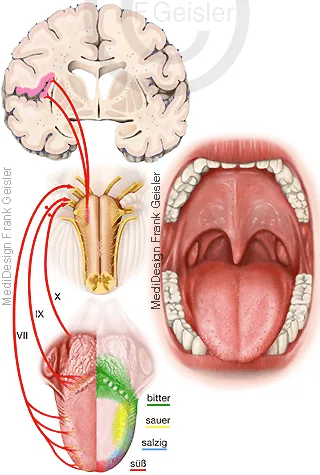 Mund mit Zunge, Leitung Geschmackswahrnehmungen an Gehirn