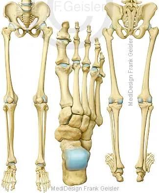 Becken mit untere Extremitäten, Fußknochen Becken mit untere Extremitäten, Fußknochen