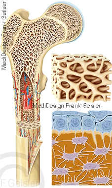 Lamellenknochen mit Knochenmark und Knochengewebe Lamellenknochen mit Knochenmark und Knochengewebe