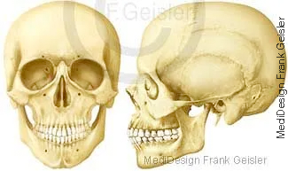 Schädelknochen von vorn und seitlich Schädelknochen von vorn und seitlich