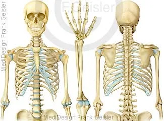 Rumpfskelett mit oberen Extremitäten Rumpfskelett mit oberen Extremitäten