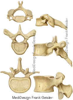 Wirbelknochen der Wirbelsäule Wirbelknochen der Wirbelsäule