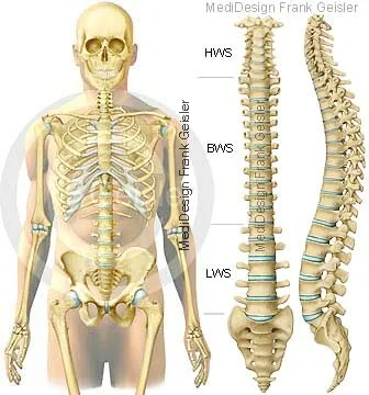 Körper mit Skelett, Darstellungen der Wirbelsäule Körper mit Skelett, Darstellungen der Wirbelsäule
