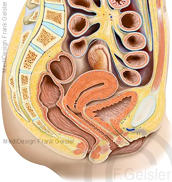 Längsschnitt durch weibliches Becken mit Geschlechtsorgane der Frau