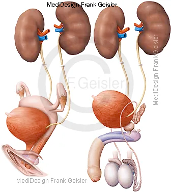 Urogenitalsystem der Frau und Urogenitalorgane beim Mann