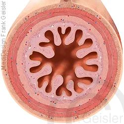 Lumen Dünndarm Jejunum