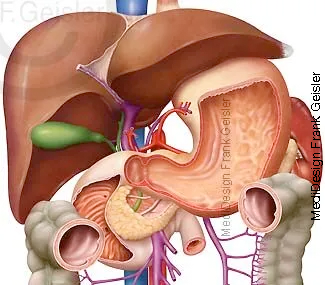 Übersicht Organe im Bauchraum