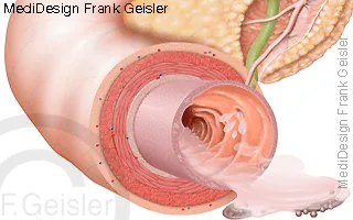 Einspritzung Pankreassaft in Zwölffingerdarm