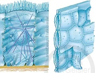Zellmembran mit Zytoskelett und Zellkern, Zellwand mit Tight junctions
