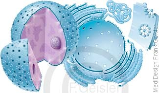 Nukleus mit Kernhülle und endoplasmatisches Retikulum, raues und glattes ER