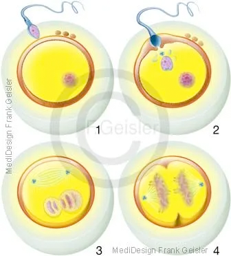 Meiose nach Befruchtung einer Eizelle Oozyt
