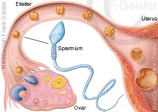 Befruchtung der Eizelle und Zellteilung