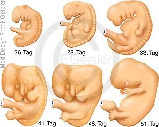 Embryonale Entwicklung vom Embryo zum Fötus
