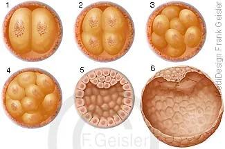 Zellteilung durch Abschnürung befruchteter Eizelle Zygote