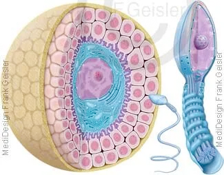 Aufbau Eizelle und Spermium