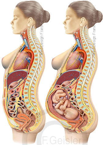 Bauchraum und Becken der Frau mit inneren Organen